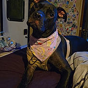 Lilo is registered to the contest to win money with this photo: dog, black_dog, bandana, bed, blanket, sticker_wall, door, indoor, pet, animal, curious, looking, collar, resting, furniture, colorful, cute, canine, domestic_animal, portrait