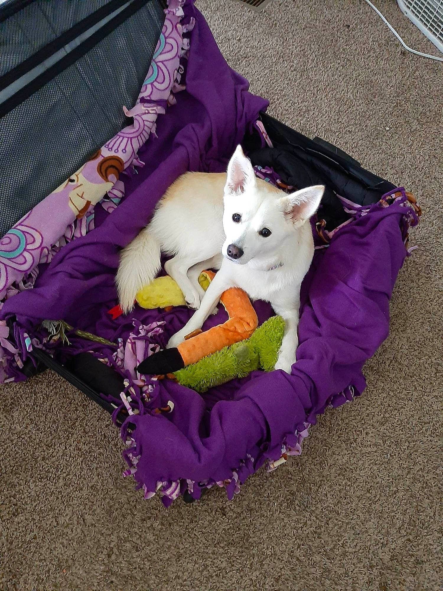 Aura is registered to the contest to win money with this photo: canidae, carnivore, comfort, companion_dog, dog, dog_breed, dog_supply, fashion_accessory, fawn, felidae, fur, grass, linens, magenta, pink, purple, sporting_group, tail, toy_dog, violet