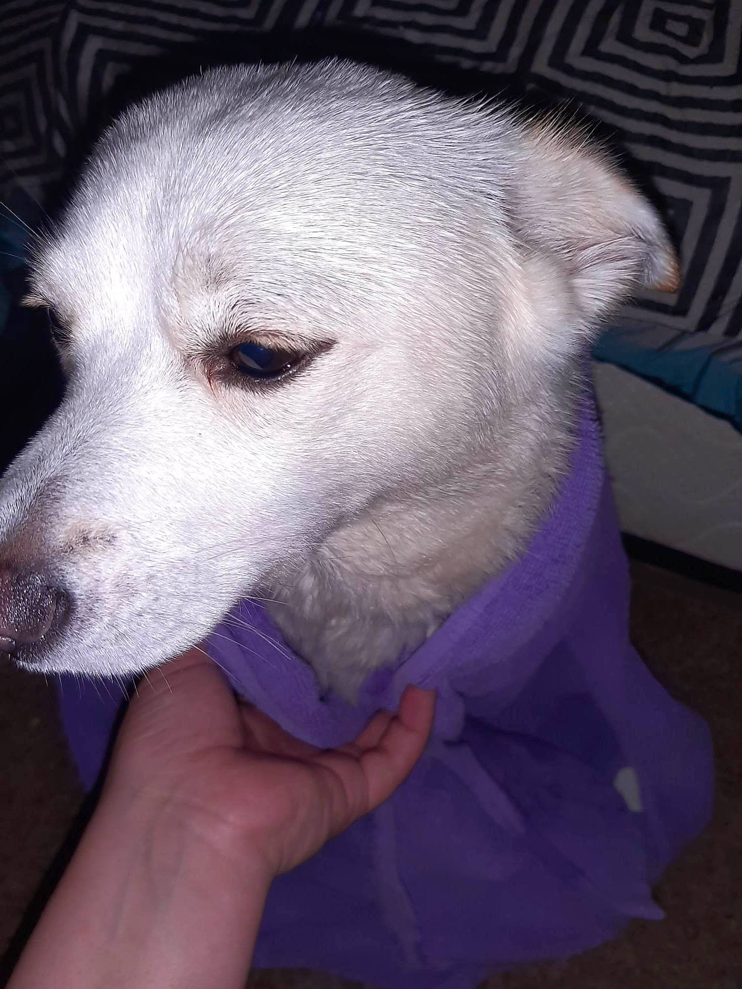 Aura is registered to the contest to win money with this photo: canidae, carnivore, companion_dog, dog, dog_breed, electric_blue, eyelash, fur, jaw, nail, no_expression, non_sporting_group, snout, sporting_group, terrestrial_animal, whiskers, working_animal