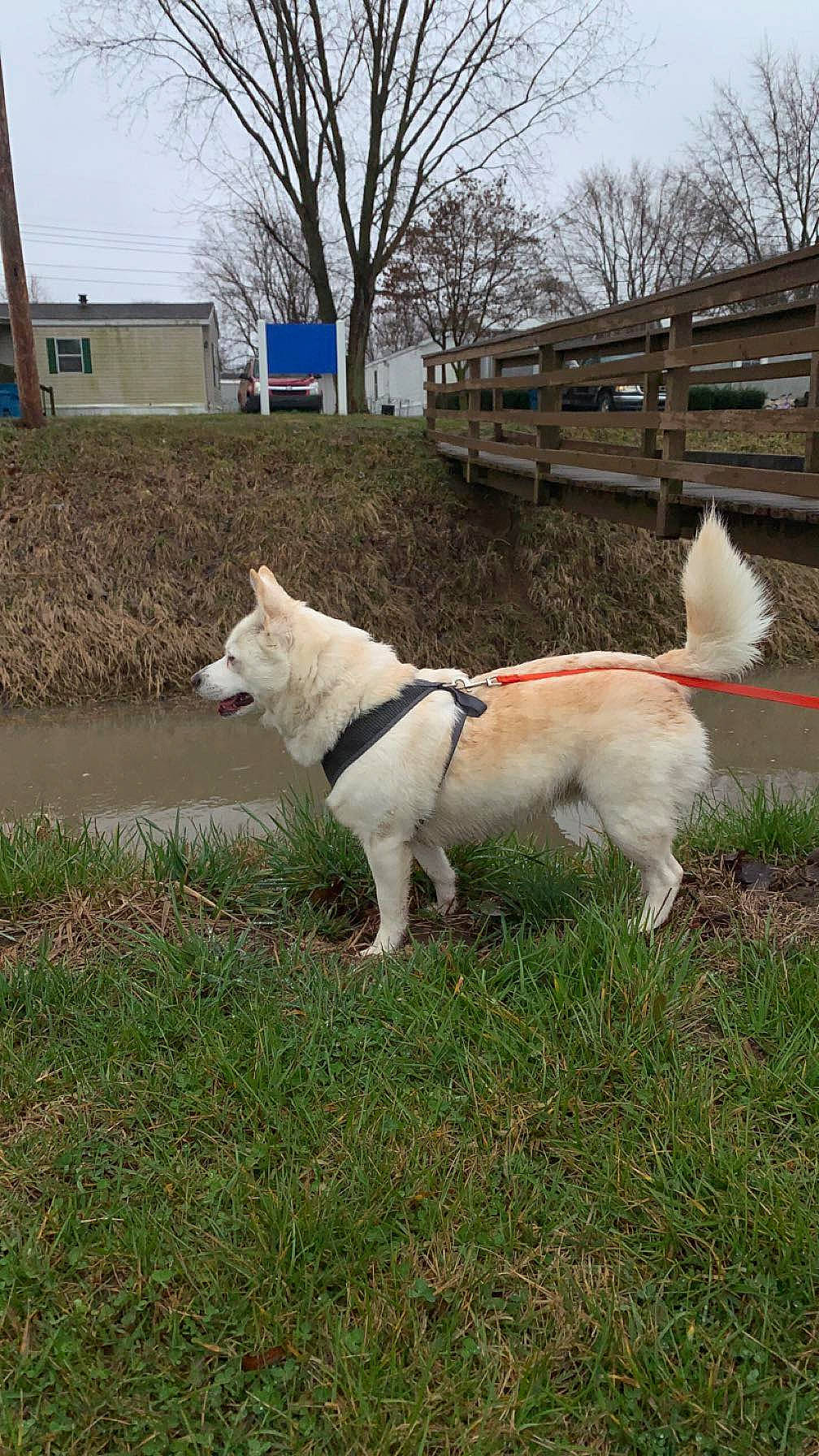 Aura joined the competition — help win amazing prizes! canidae, carnivore, collar, companion_dog, dog, dog_breed, dog_collar, fawn, grass, mammal, non_sporting_group, plant, sky, sporting_group, tail, tree, vertebrate, winter, working_animal, working_dog