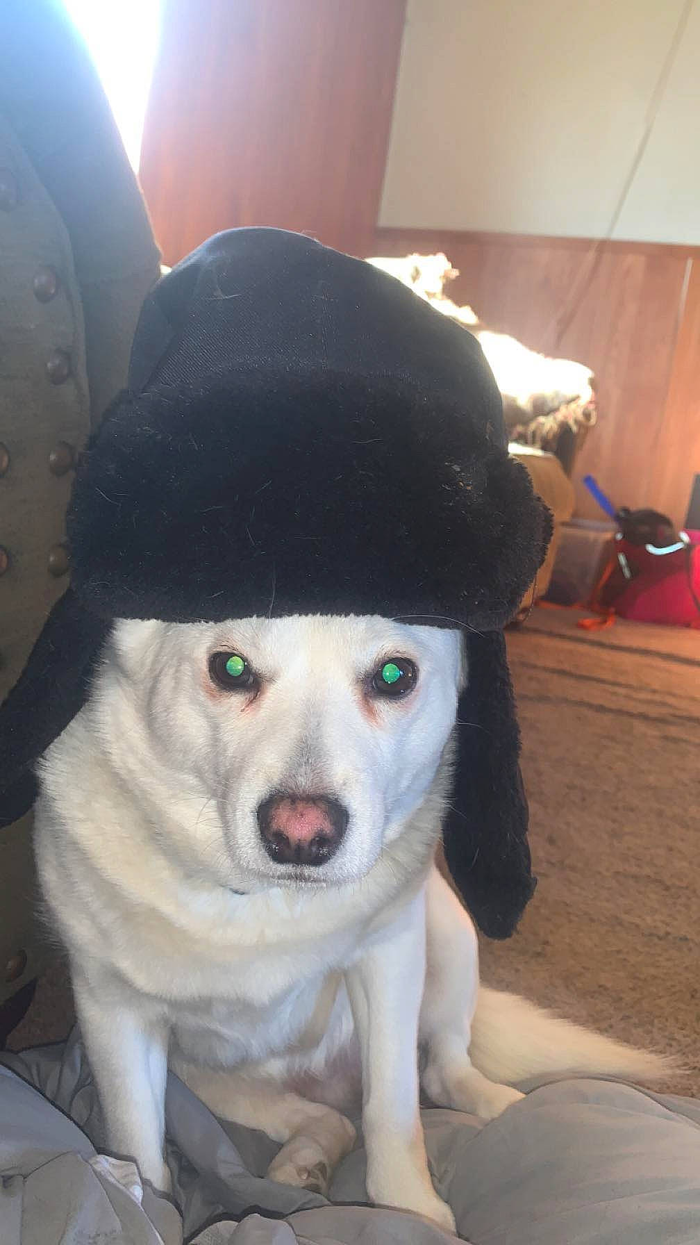 Aura is registered to the contest to win money with this photo: canidae, cap, carnivore, collar, companion_dog, costume, dog, dog_breed, fashion_accessory, fawn, flooring, fur, hat, leash, personal_protective_equipment, selfie, snout, sporting_group, t_shirt, whiskers