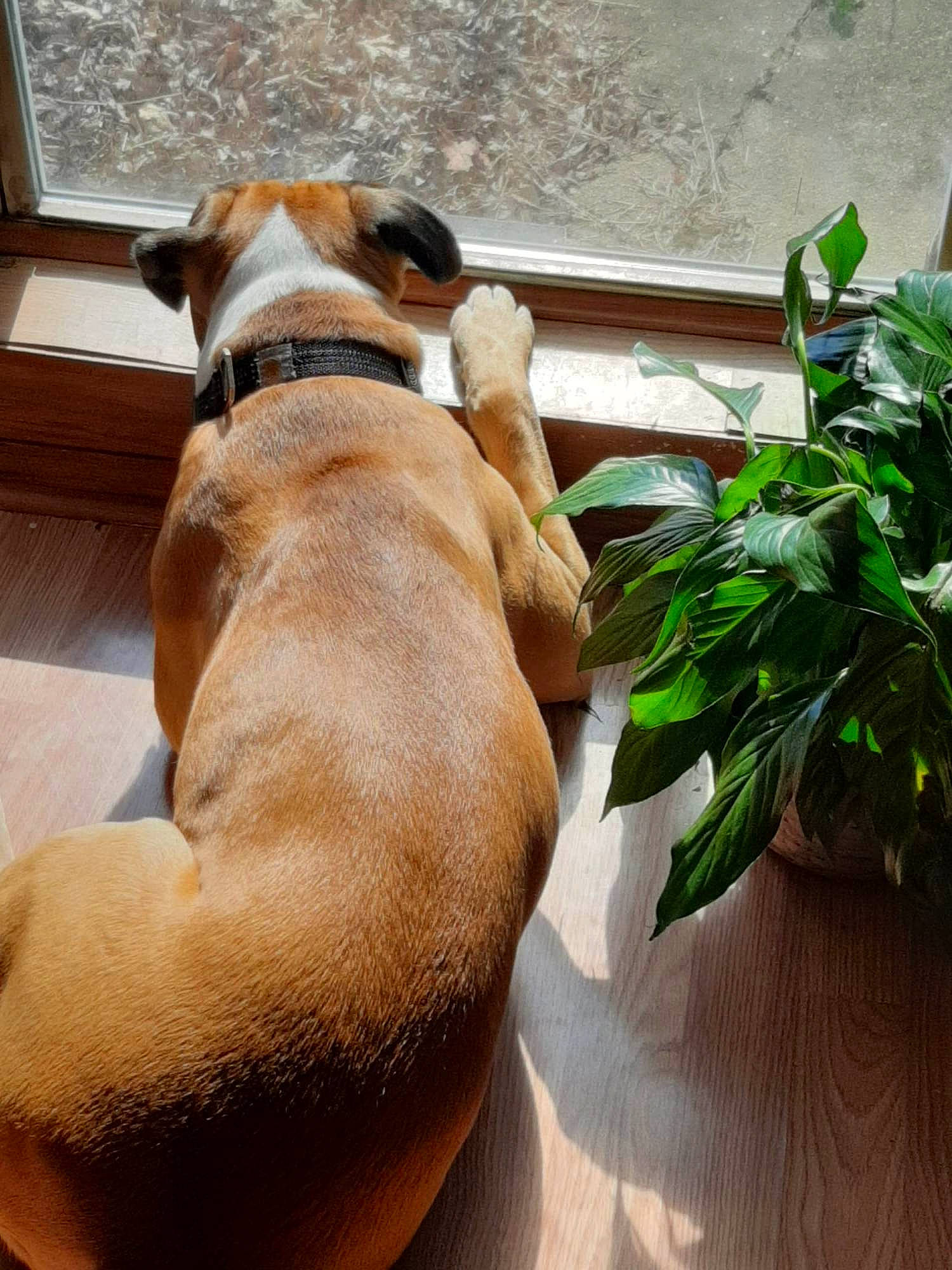 Hades joined the competition — help win amazing prizes! canidae, carnivore, collar, comfort, companion_dog, dog, dog_breed, dog_collar, dog_supply, fawn, herb, leaf_vegetable, liver, pet_supply, plant, snout, sporting_group, tail, terrestrial_plant, working_animal