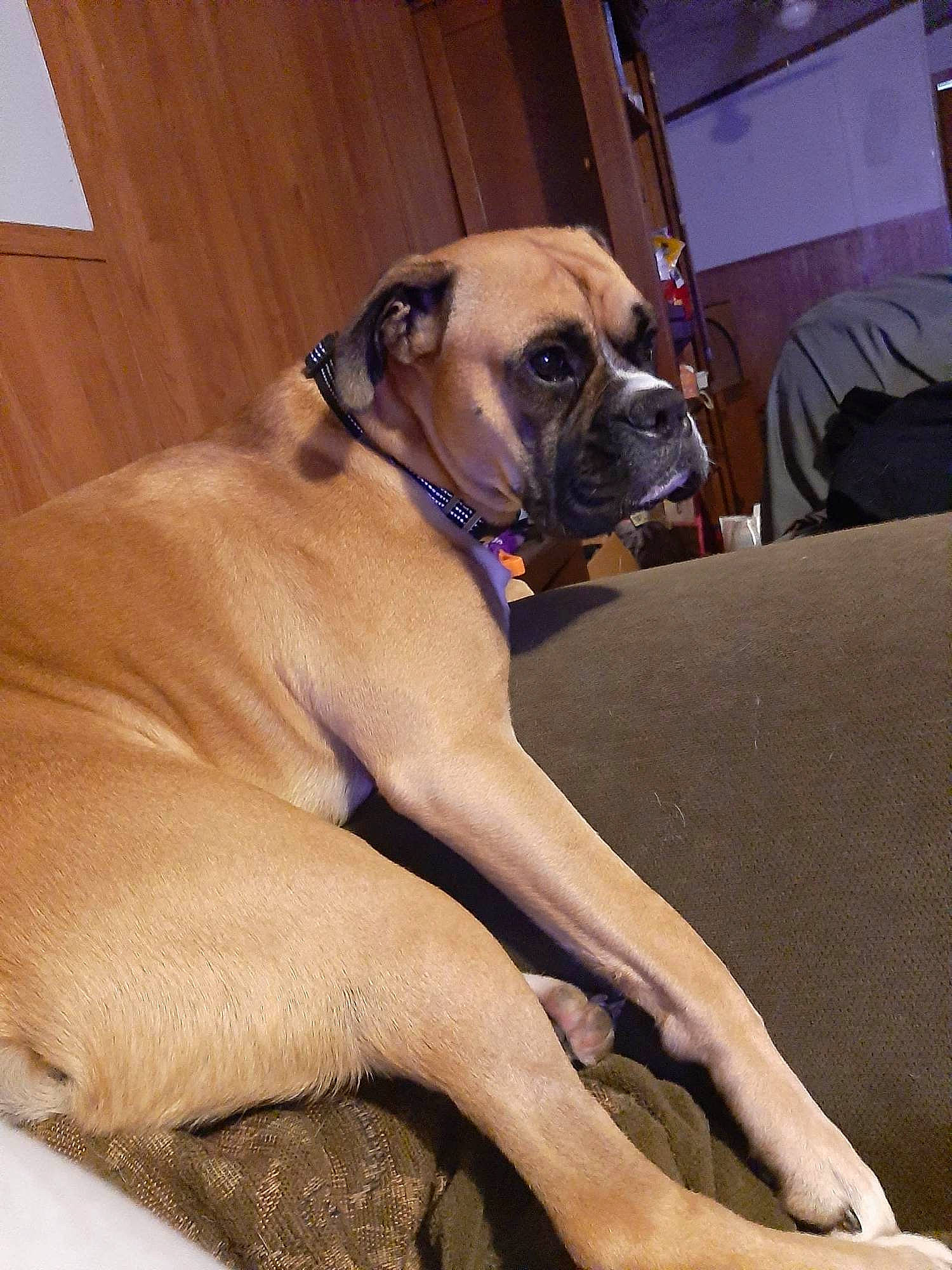 Hades is registered to the contest to win money with this photo: boxer, canidae, carnivore, collar, comfort, companion_dog, dog, dog_breed, dog_collar, dog_supply, fawn, non_sporting_group, pet_supply, snout, sporting_group, whiskers, window, working_animal, working_dog, wrinkle