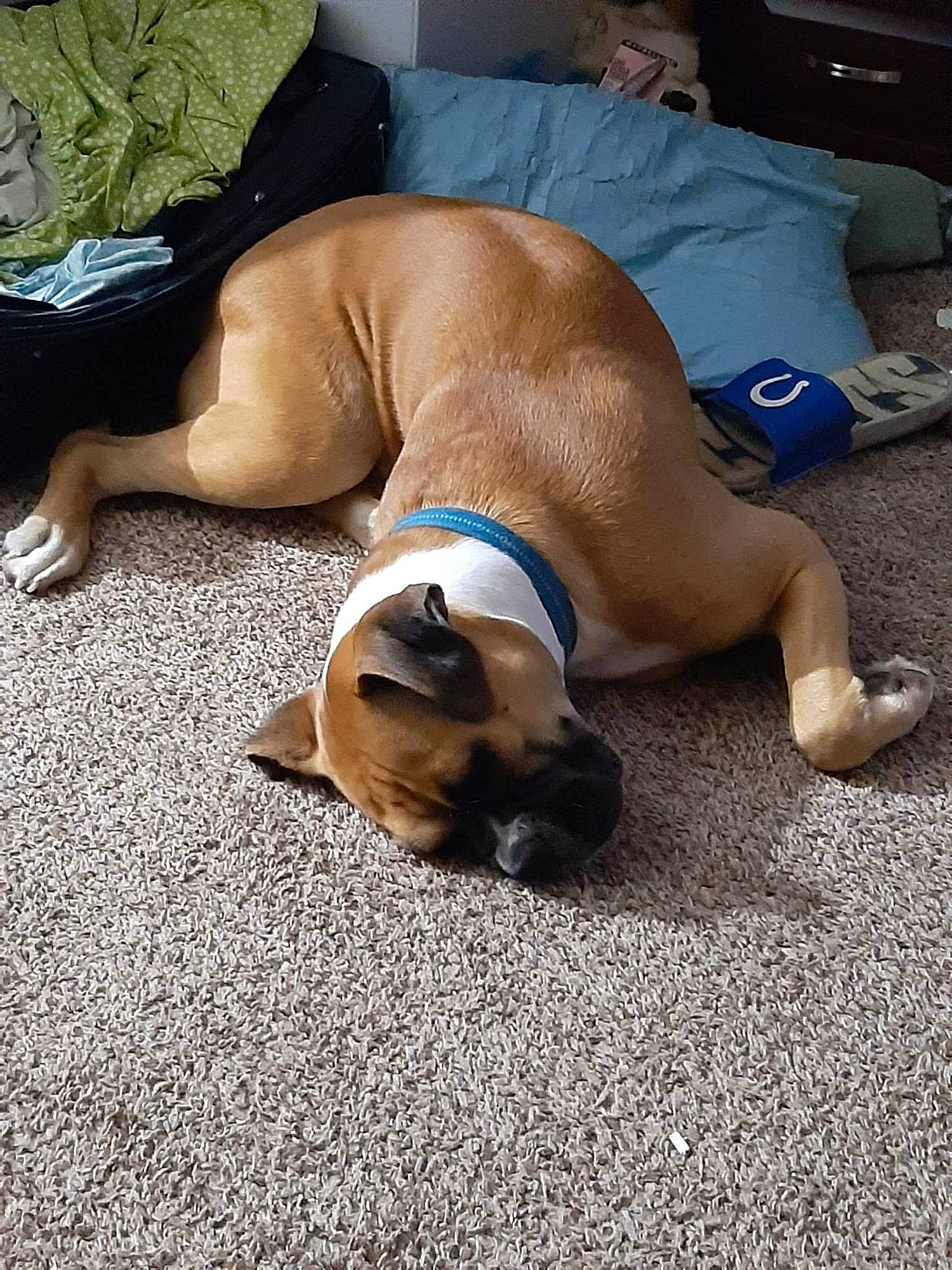 Hades joined the competition — help win amazing prizes! bulldog, canidae, carnivore, comfort, companion_dog, dog, dog_breed, dog_supply, fawn, flooring, human_leg, nap, paw, pug, snout, sporting_group, terrestrial_animal, toy_dog, working_animal, wrinkle