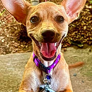 Button is registered to the contest to win money with this photo: animal, brown, canine, closeup, collar, concrete, cute, dog, ears, face, friendly, happy, outdoor, paw, pet, playful, puppy, smiling, tag, tongue