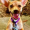 dog, puppy, happy, smiling, ears, collar, tag, tongue, pet, animal, closeup, outdoor, concrete, brown, cute, playful, canine, friendly, face, paw