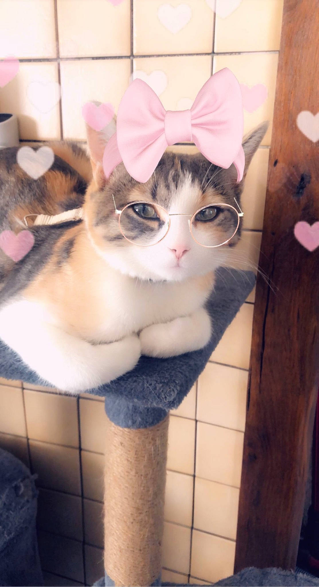 Taïga participe au concours pour gagner de l'argent avec cette photo : box, carnivore, cat, domestic_short_haired_cat, eyewear, fawn, felidae, fur, paper_product, small_to_medium_sized_cats, snout, tail, whiskers, wood