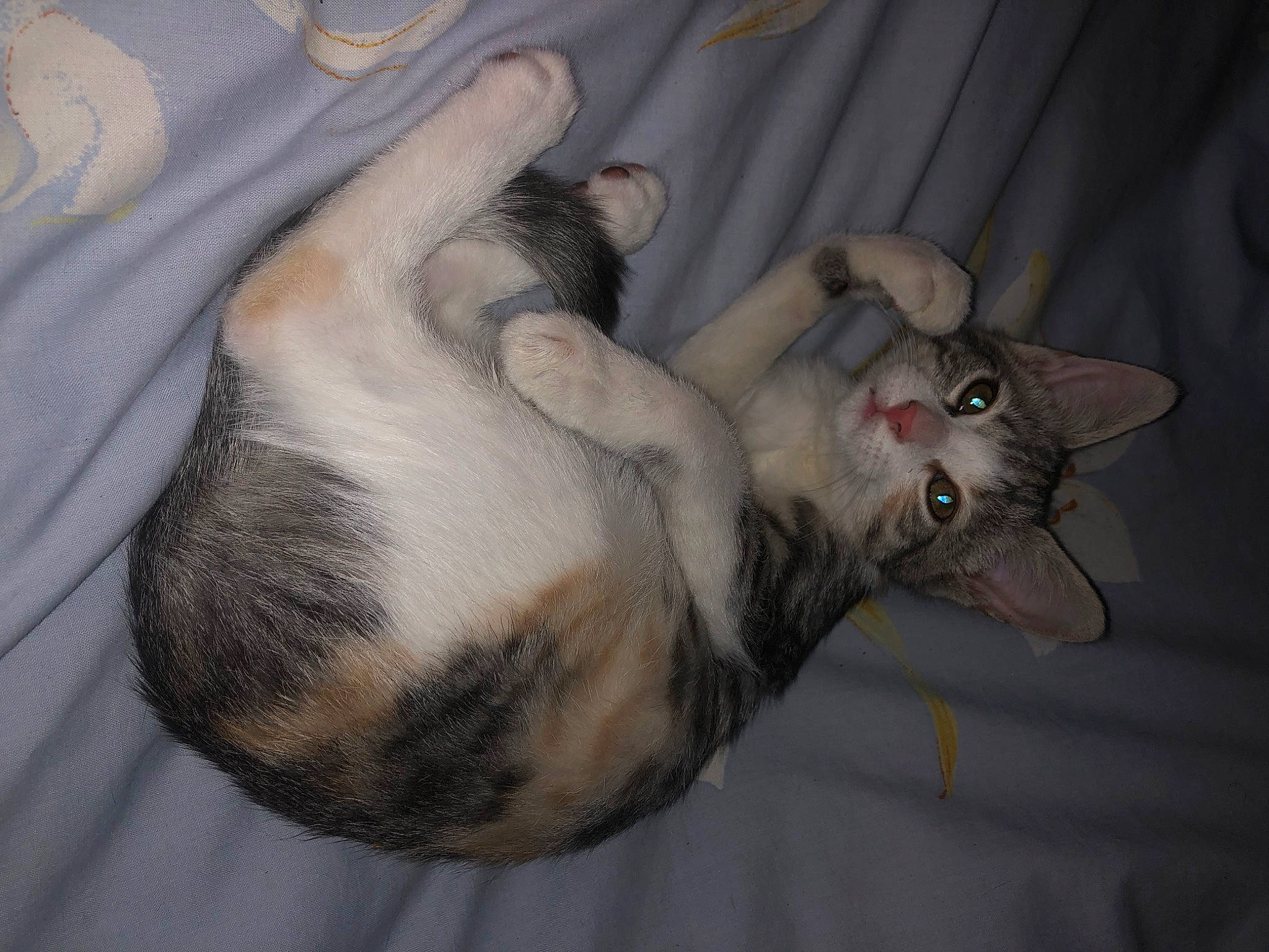 Taïga participe au concours pour gagner de l'argent avec cette photo : canidae, carnivore, cat, claw, comfort, companion_dog, dog_breed, domestic_short_haired_cat, fawn, felidae, fur, nap, paw, small_to_medium_sized_cats, snout, tail, terrestrial_animal, whiskers