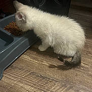 Snowball joined the competition — help win amazing prizes! animal, cat, cute, dark_ears, dark_tail, domestic_pet, eating, feline, fluffy, food_bowl, home, indoor, kitten, pet_bowl, pet_food, side_view, small, standing, white_fur, wooden_floor