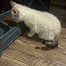 animal, cat, cute, dark_ears, dark_tail, domestic_pet, eating, feline, fluffy, food_bowl, home, indoor, kitten, pet_bowl, pet_food, side_view, small, standing, white_fur, wooden_floor
