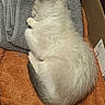 Snowball is registered to the contest to win money with this photo: animal, cardboard_box, cat, close_up, cozy, curled_up, cute, domestic_animal, fluffy, furry, gray_towel, indoors, orange_towel, pet, portrait, relaxed, resting, sleeping, towel, white_cat