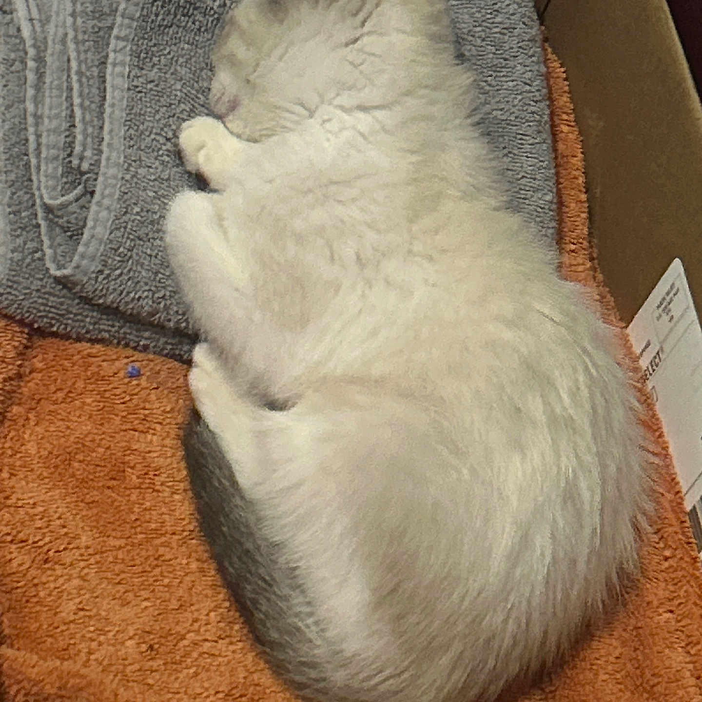 Snowball