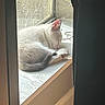 Snowball joined the competition — help win amazing prizes! animal, cat, cozy, curled_up, daylight, gray_fur, home, indoor, paws, pet, portrait, relaxed, resting, sleeping, sunlight, tail, whiskers, white_fur, window, windowsill