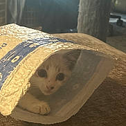 Snowball is registered to the contest to win money with this photo: cat, kitten, bubble_mailer, package, curious, indoor, pet, animal, hiding, face, paw, soft_light, cozy, couch, fabric, closeup, cute, playful, domestic, young