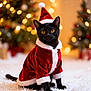 animal, black_cat, bokeh, cat, celebration, christmas, christmas_tree, cute, decorations, festive, holiday, indoor, pet, red_clothing, santa_hat, santa_outfit, seasonal, snow_like_surface, white_fur_trim, yellow_eyes