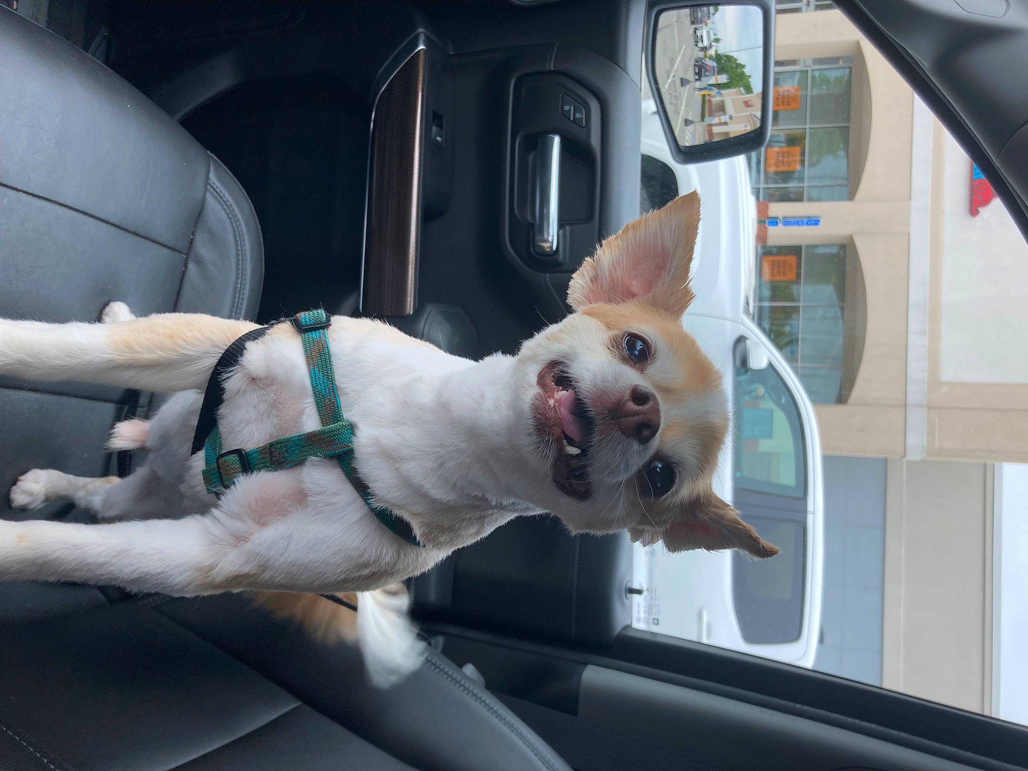 Moose is registered to the contest to win money with this photo: auto_part, automotive_exterior, automotive_mirror, car, carnivore, collar, companion_dog, dog, dog_breed, dog_collar, fawn, fixture, mode_of_transport, motor_vehicle, rear_view_mirror, smile, snout, vehicle, vehicle_door, window