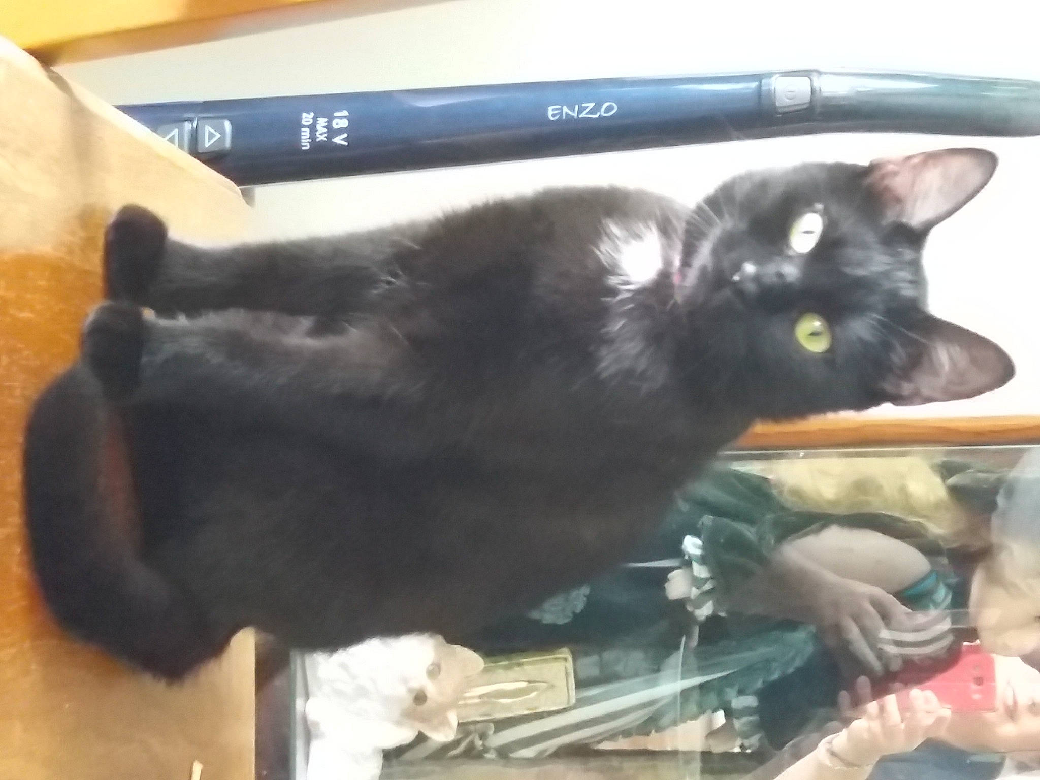 Luna participe au concours pour gagner de l'argent avec cette photo : asian, black, black_cat, bombay, carnivore, cat, domestic_short_haired_cat, felidae, korat, mammal, small_to_medium_sized_cats, snout, tail, whiskers