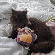 Selvester is registered to the contest to win money with this photo: cat, fluffy, bed, white_bedspread, plush_toy, toy, animal, pet, cozy, indoor, soft, furry, relaxed, cute, stuffed_animal, dark_fur, resting, comfort, sleepy, domestic
