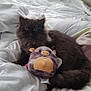 cat, fluffy, bed, white_bedspread, plush_toy, toy, animal, pet, cozy, indoor, soft, furry, relaxed, cute, stuffed_animal, dark_fur, resting, comfort, sleepy, domestic