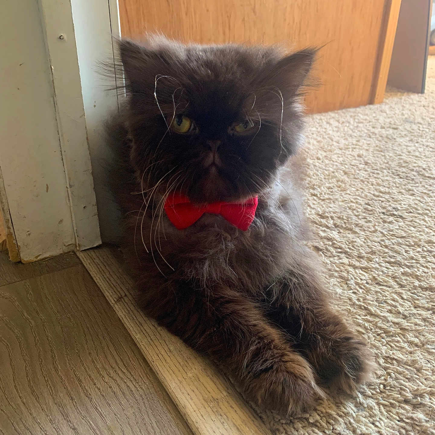 Selvester joined the competition — help win amazing prizes! adorable, animal, carpet, cat, close_up, cute, domestic, feline, fluffy, fur, house, indoor, mammal, pet, portrait, red_bow_tie, relaxed, resting, whiskers, wood_floor