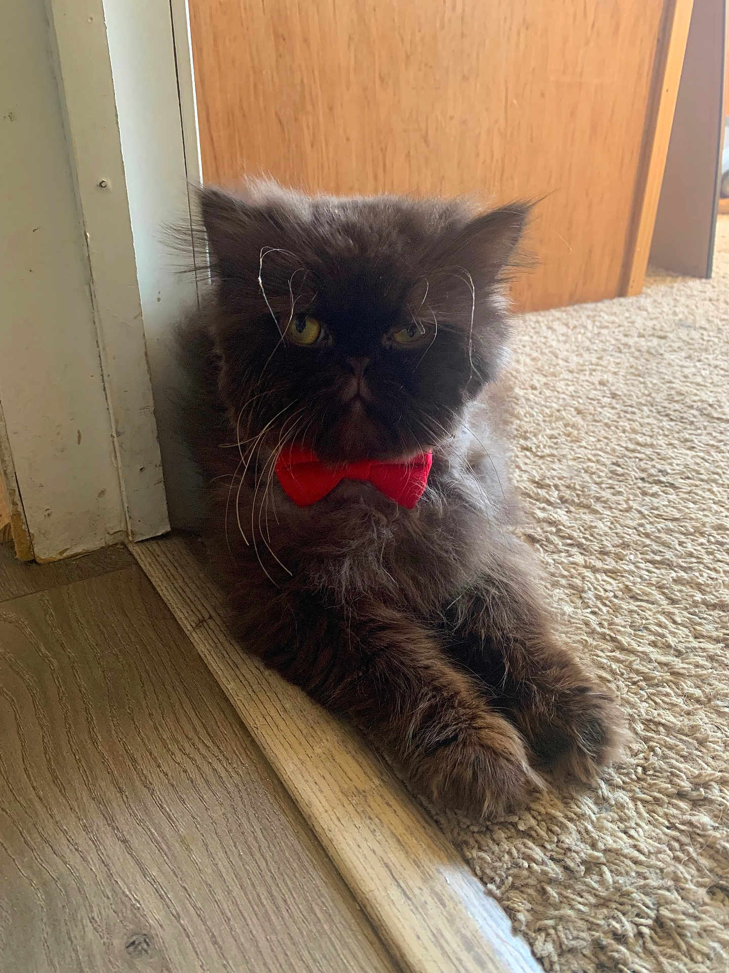 Selvester joined the competition — help win amazing prizes! cat, fluffy, red_bow_tie, indoor, carpet, wood_floor, pet, feline, whiskers, relaxed, cute, animal, house, domestic, portrait, fur, close_up, mammal, resting, adorable