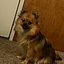 animal, brown_dog, canine, carpet, companion, curious, cute, dog, domestic, door, fluffy, friendly, fur, home, indoor, looking, pet, sitting, small_dog, wooden_door