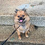 Reese joined the competition — help win amazing prizes! dog, leash, happy, tongue_out, fluffy, small_dog, sitting, outdoor, pavement, concrete, brown_dog, pet, animal, cute, smiling, ears_up, fur, tail, collar, walk