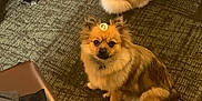 Reese joined the competition — help win amazing prizes! dog, indoor, carpet, fluffy, pet, animal, brown_dog, black_dog, sitting, sticker, curious, playful, fur, tongue_out, furniture, clothing, relaxed, cute, multiple_dogs, floor