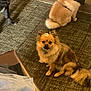 animal, black_dog, brown_dog, carpet, clothing, curious, cute, dog, floor, fluffy, fur, furniture, indoor, multiple_dogs, pet, playful, relaxed, sitting, sticker, tongue_out