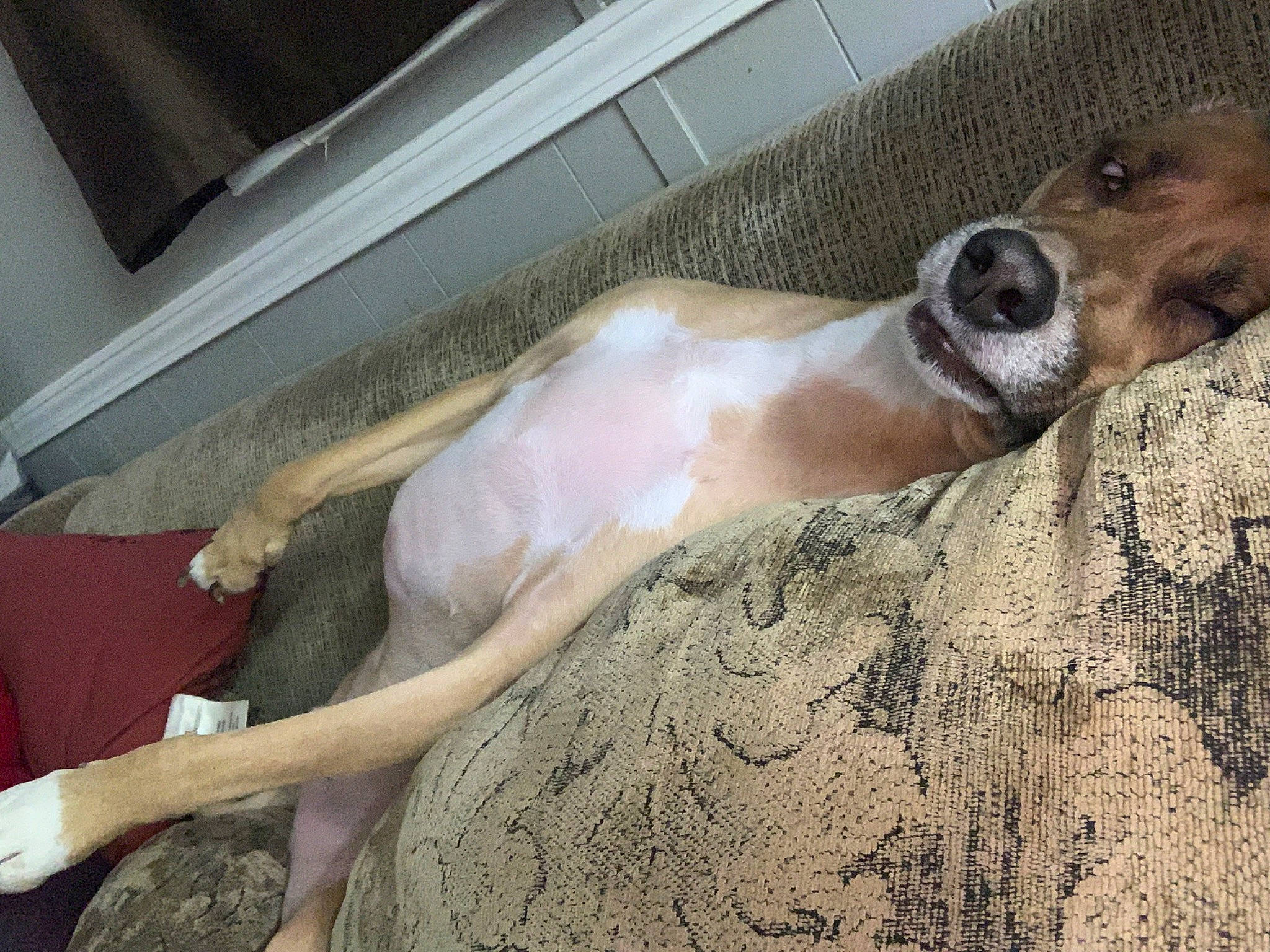 Duke joined the competition — help win amazing prizes! barechested, carnivore, chest, comfort, companion_dog, dog, dog_breed, fawn, foot, fur, human_leg, paw, snout, sporting_group, street_dog, terrestrial_animal, thigh, whiskers, wood, working_animal