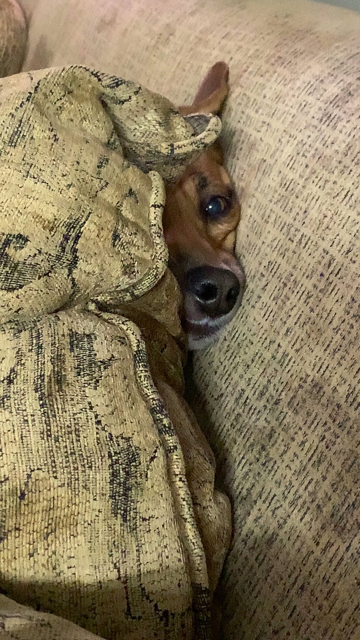 Duke is registered to the contest to win money with this photo: canidae, carnivore, companion_dog, dog, dog_breed, dog_collar, fawn, fur, linens, liver, pattern, snout, sporting_group, terrestrial_animal, toy_dog, trunk, whiskers, wood, working_animal, wrinkle