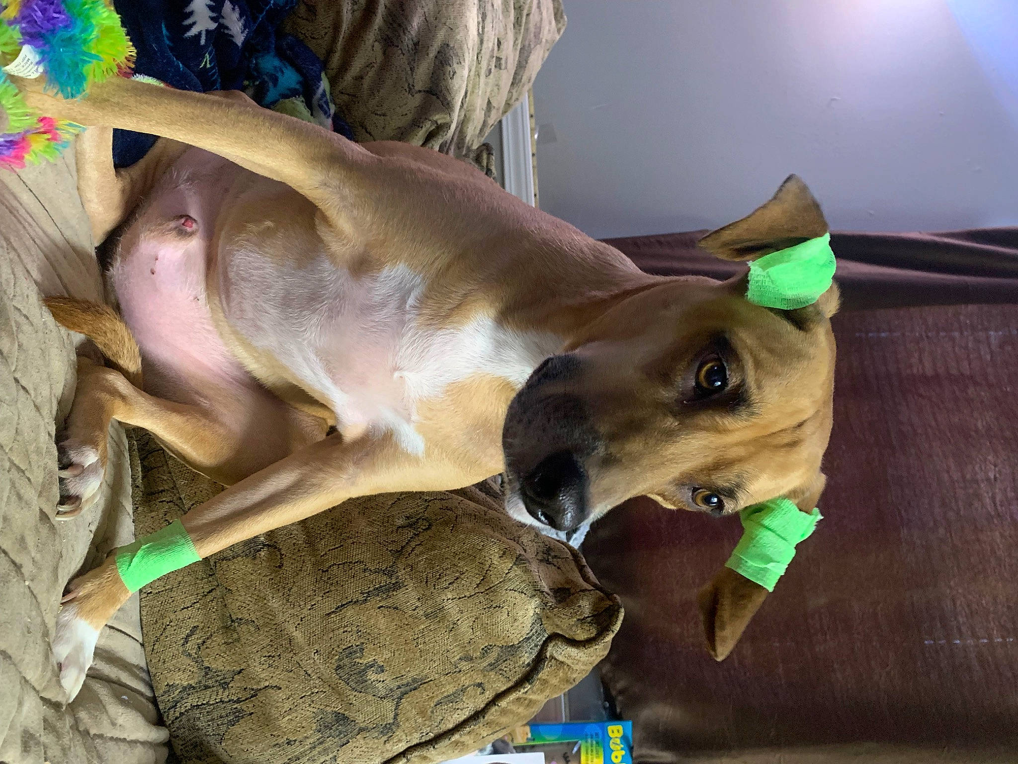 Duke is registered to the contest to win money with this photo: carnivore, collar, companion_dog, dog, dog_breed, fawn, guard_dog, jaw, liver, pack_animal, rampur_greyhound, snout, sporting_group, terrestrial_animal, whiskers, working_animal