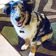 Tedy joined the competition — help win amazing prizes! animal, black, brown, carpet, collar, cute, dog, domestic, ears, fur, happy, indoor, pet, puppy, sitting, smiling, spotted, tag, tile_floor, white