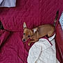 Abby participe au concours pour gagner de l'argent avec cette photo : dog, brown_dog, small_dog, pet, couch, quilted_couch, blanket, white_blanket, maroon, indoor, furniture, ears, eyes, curious, relaxed, looking_up, tail, resting, cozy, home