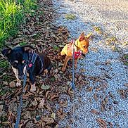 Abby a rejoint le concours — aidez-le/la à gagner de superbes lots ! dog, puppy, leash, outdoor, grass, leaves, gravel, sunlight, daylight, nature, pets, animal, walking, small_dog, brown_dog, black_dog, harness, curious, sitting, park