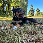 Rio participe au concours pour gagner de l'argent avec cette photo : puppy, dog, grass, outdoor, nature, tree, sky, sunlight, happy, animal, pet, collar, canine, summer, field, greenery, playful, relaxed, young, mammal