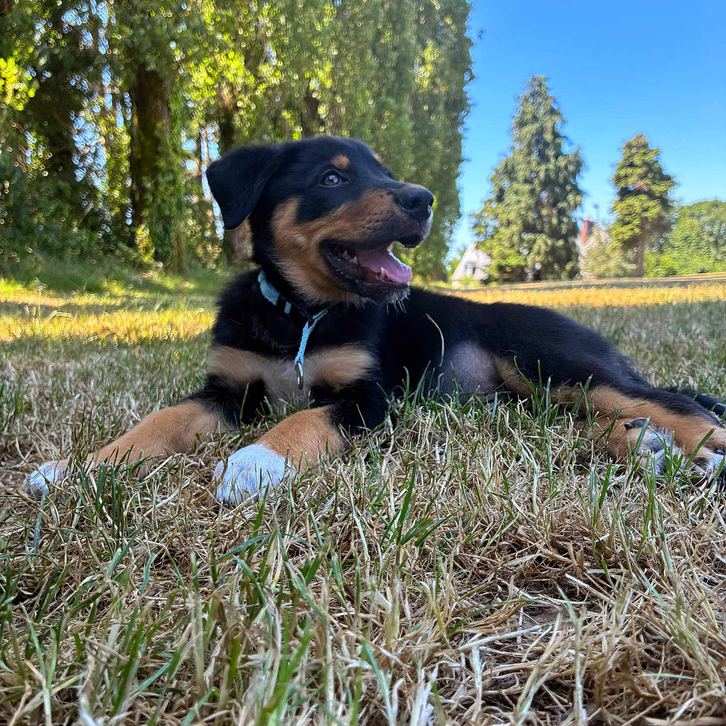Rio participe au concours pour gagner de l'argent avec cette photo : puppy, dog, grass, outdoor, nature, tree, sky, sunlight, happy, animal, pet, collar, canine, summer, field, greenery, playful, relaxed, young, mammal
