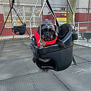 Bella is registered to the contest to win money with this photo: dog, puppy, swing, playground, jacket, hat, black, pet, outdoor, fence, chain, metal, seat, cute, animal, winter_clothing, park, daytime, pet_accessory, small_dog