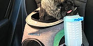 Bella joined the competition — help win amazing prizes! dog, pet_carrier, car_seat, seatbelt, tongue_out, small_dog, fur, travel, safety, mesh_window, zipper, gray, green, black, cute, animal, transport, adventure, car_interior, funny_expression
