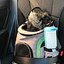 dog, pet_carrier, car_seat, seatbelt, tongue_out, small_dog, fur, travel, safety, mesh_window, zipper, gray, green, black, cute, animal, transport, adventure, car_interior, funny_expression