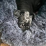 Bella is registered to the contest to win money with this photo: dog, black_dog, pet, blanket, fluffy, shaggy, cozy, resting, cute, animal, indoors, fur, comfort, nestled, sleepy, closeup, face, eye, small_dog, relaxed