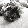 Bella joined the competition — help win amazing prizes! dog, sleeping, couch, closeup, black_and_white, fur, pet, relaxed, teeth, texture, napping, indoor, cozy, animal, snout, whiskers, resting, canine, portrait, cute