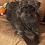 dog, black_dog, curly_fur, pet, indoor, blanket, plush_toy, orange_toy, cute, lying_down, furry, animal, companion, relaxed, home, cozy, face, paw, looking, small_dog