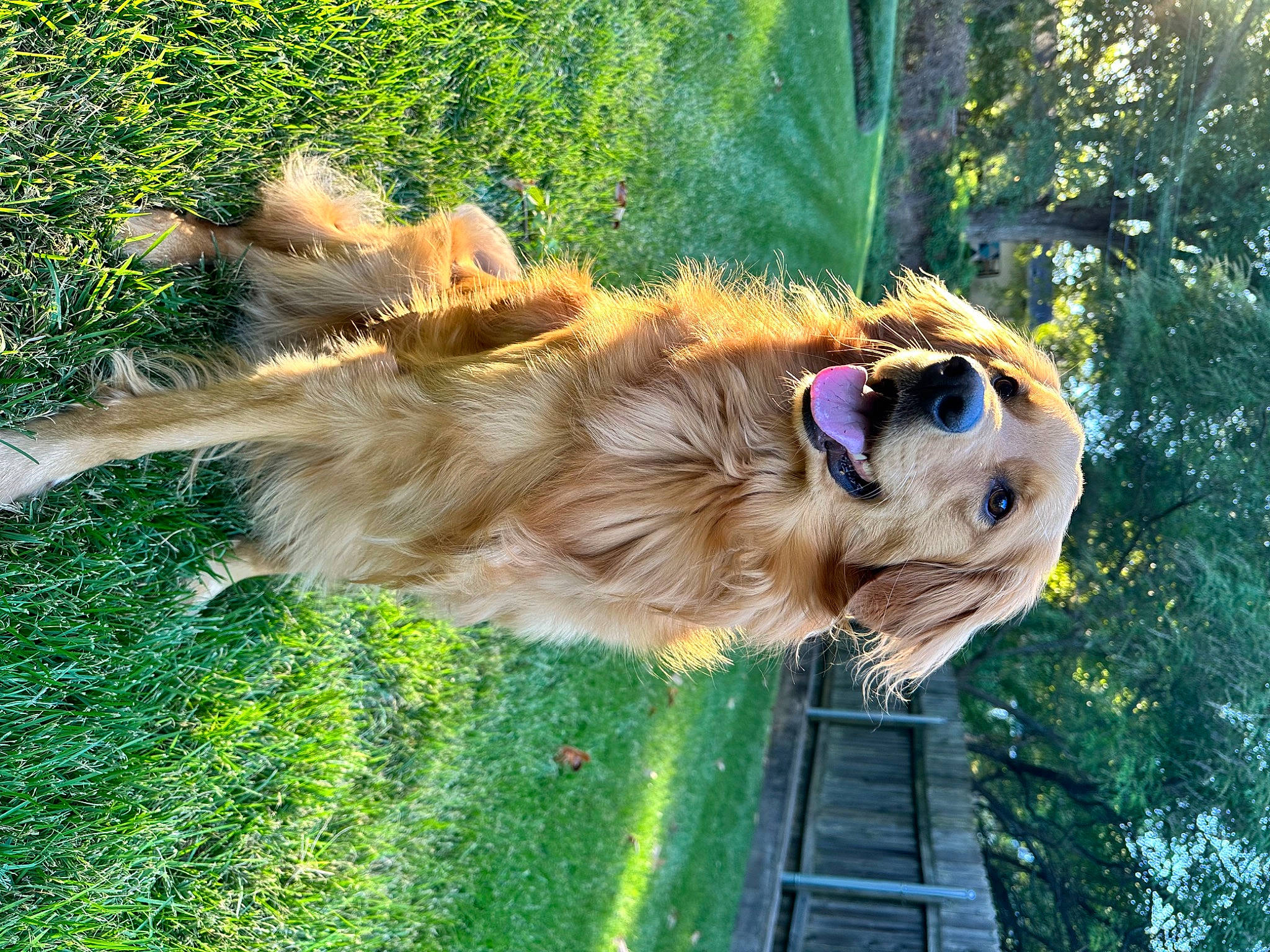 Emma is registered to the contest to win money with this photo: canidae, carnivore, companion_dog, dog, dog_breed, dog_collar, fawn, fur, grass, gun_dog, liver, plant, snout, sporting_group, tail, tree, trunk, wildlife, working_animal, working_dog