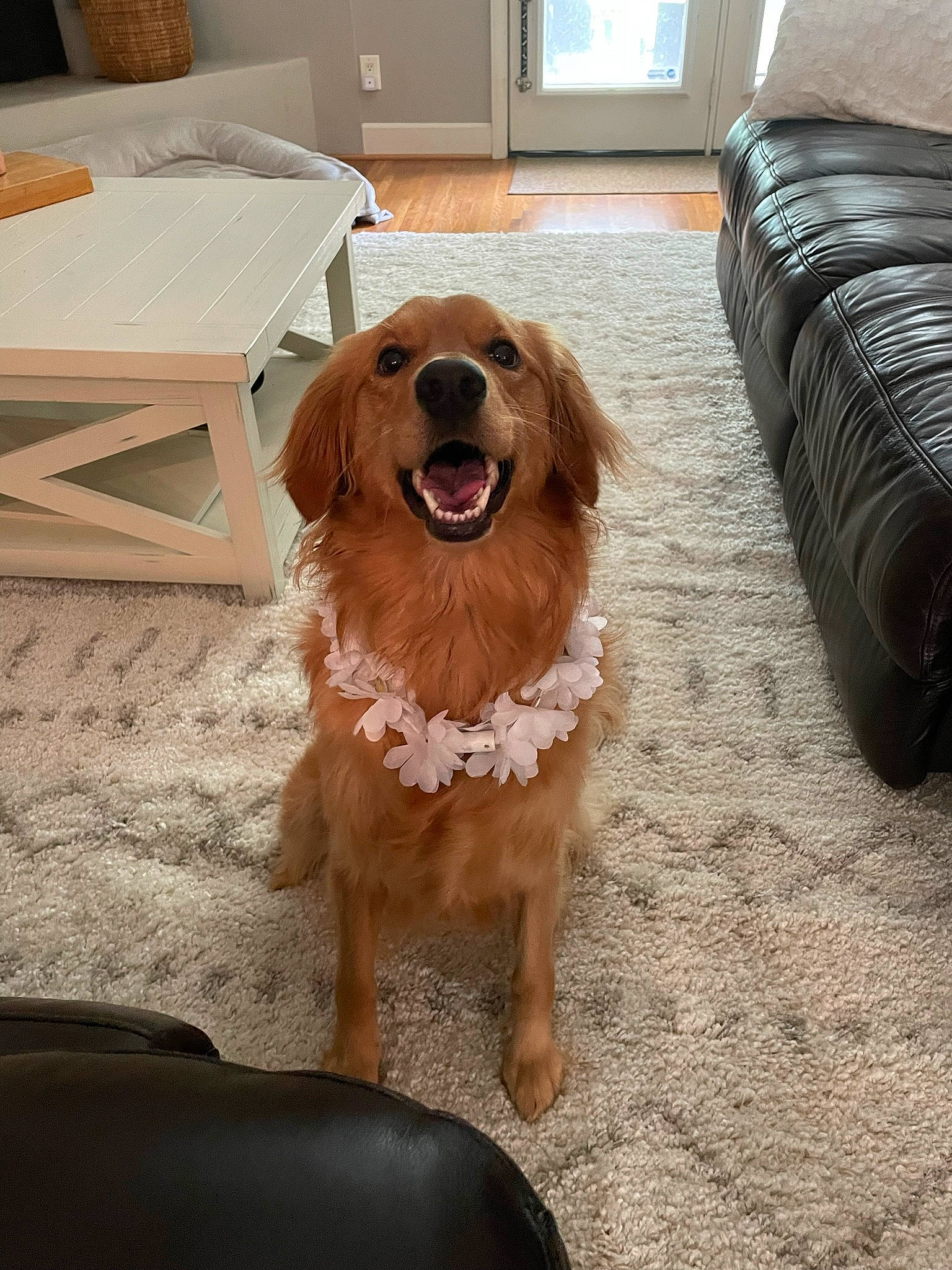 Emma joined the competition — help win amazing prizes! carnivore, chair, comfort, companion_dog, couch, dog, dog_breed, door, fawn, floor, flooring, hardwood, laminate_flooring, liver, plant, snout, table, wood, wood_flooring, wood_stain