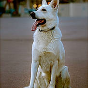 Roméo a rejoint le concours — aidez-le/la à gagner de superbes lots !