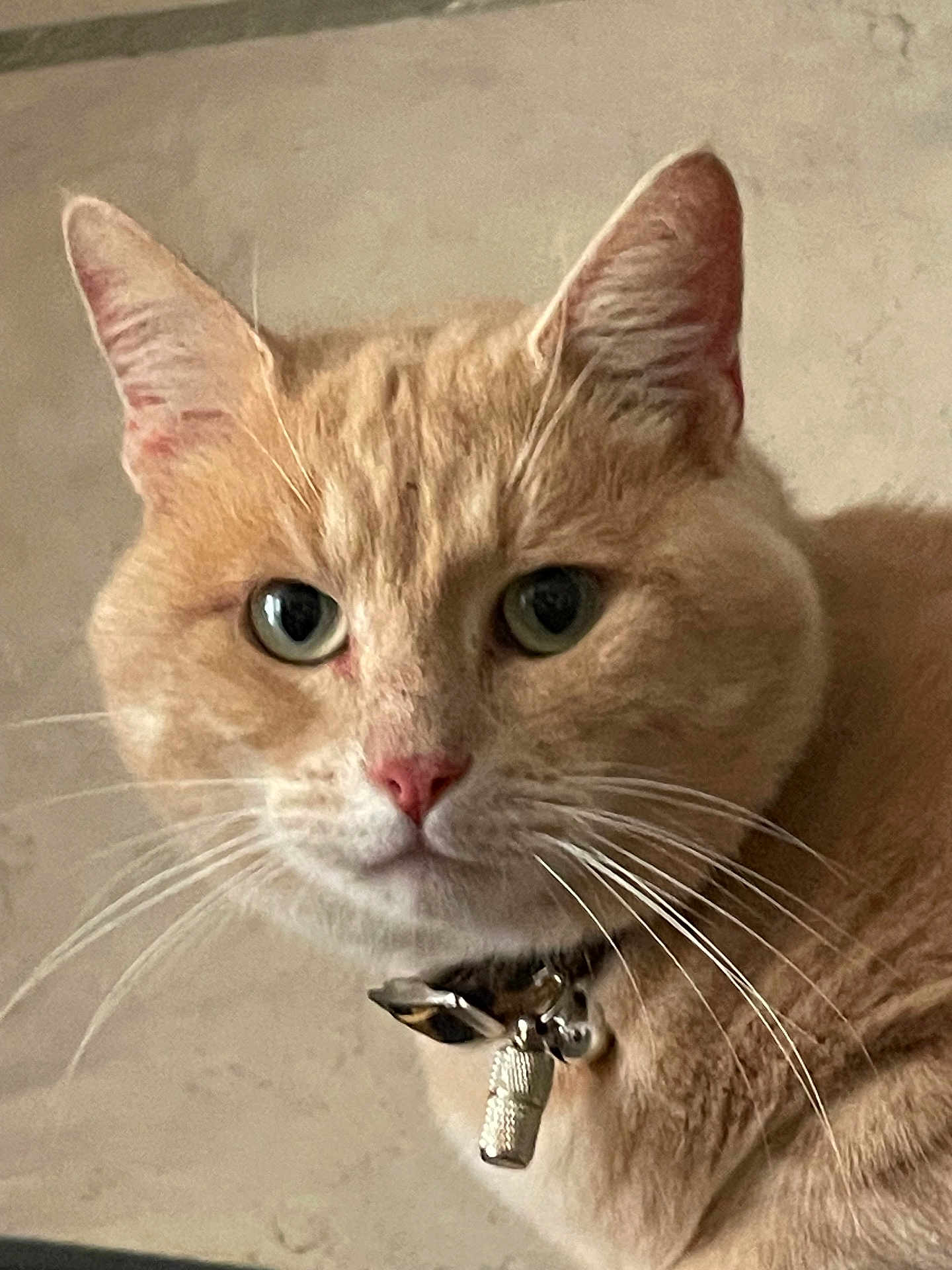 Darwin a rejoint le concours — aidez-le/la à gagner de superbes lots ! cat, ginger_cat, close_up, pet, whiskers, fur, collar, indoor, portrait, animal, cute, domestic_cat, feline, pink_nose, green_eyes, ears, face, looking, soft_light, detail
