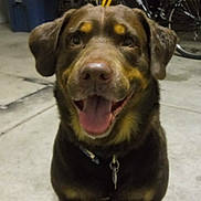 Capon joined the competition — help win amazing prizes! animal, background, bicycle, brown_dog, canine, collar, concrete_floor, container, dog, domestic_animal, floor, garage, happy, indoor, metal, pet, sitting, smiling, tool, wheel