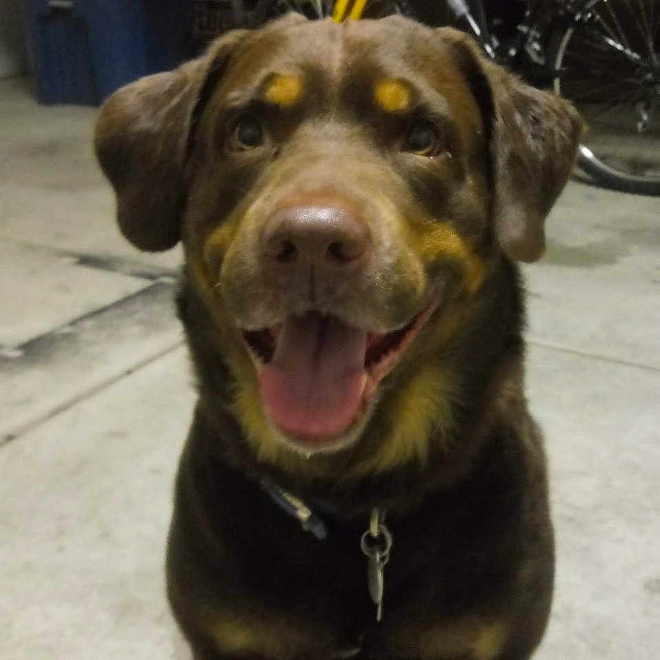 Capon joined the competition — help win amazing prizes! animal, background, bicycle, brown_dog, canine, collar, concrete_floor, container, dog, domestic_animal, floor, garage, happy, indoor, metal, pet, sitting, smiling, tool, wheel
