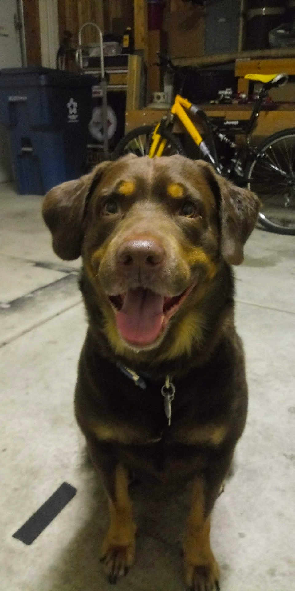 Capon joined the competition — help win amazing prizes! animal, background, bicycle, brown_dog, canine, collar, concrete_floor, container, dog, domestic_animal, floor, garage, happy, indoor, metal, pet, sitting, smiling, tool, wheel